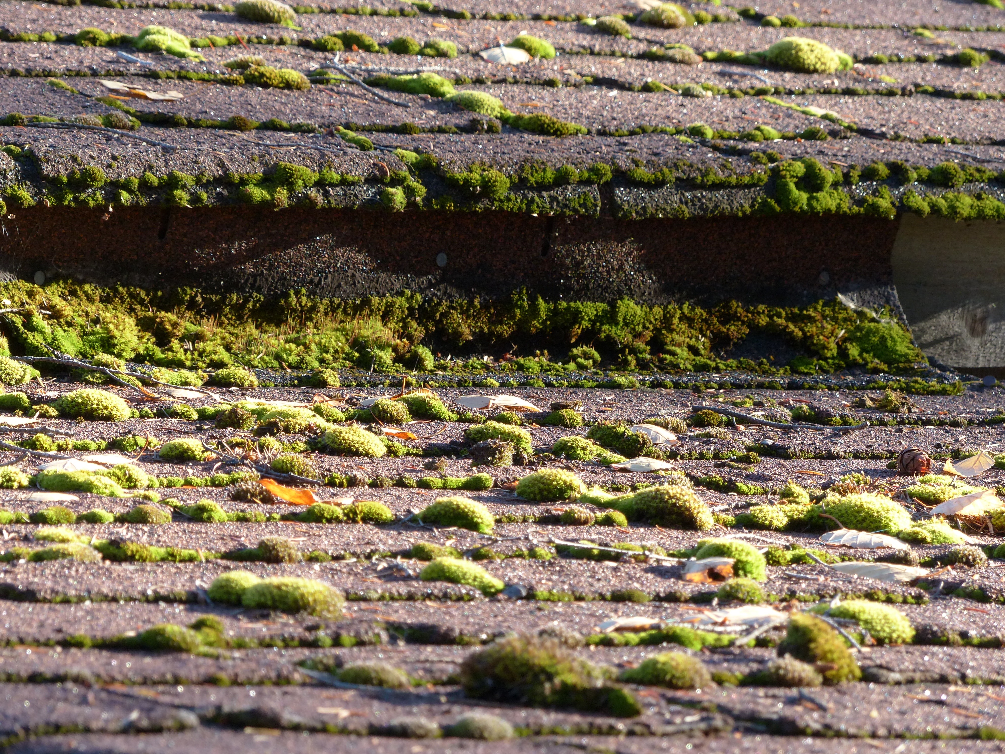 Moss covered roof. Needs attention to prevent damage.
