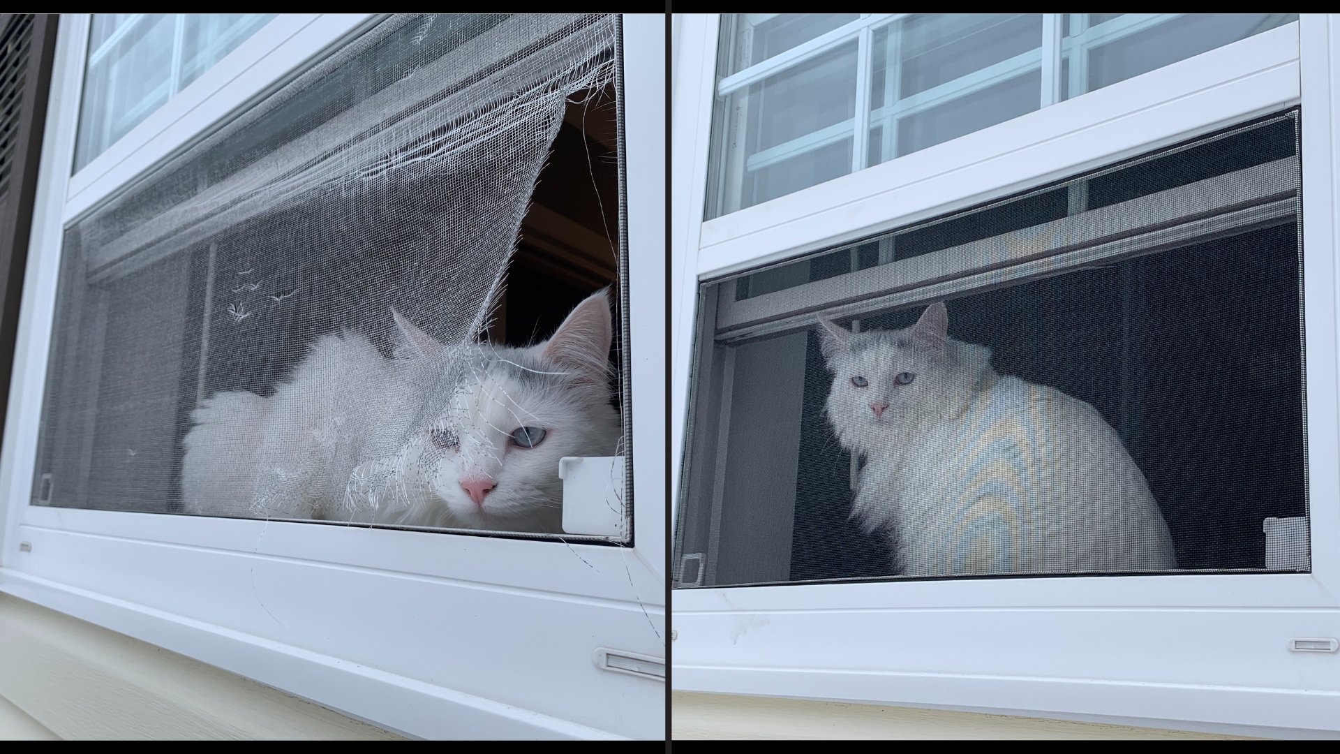 Pet resistant screen replacing old ripped window screen.