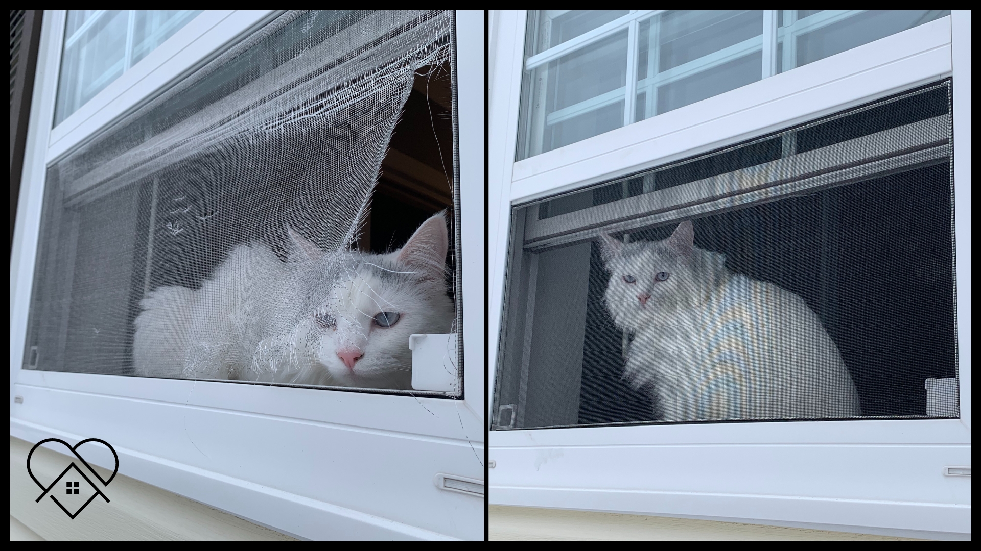 "Screen replacement service in Nova Scotia: Cat outside ripped screen window, before and after repair."